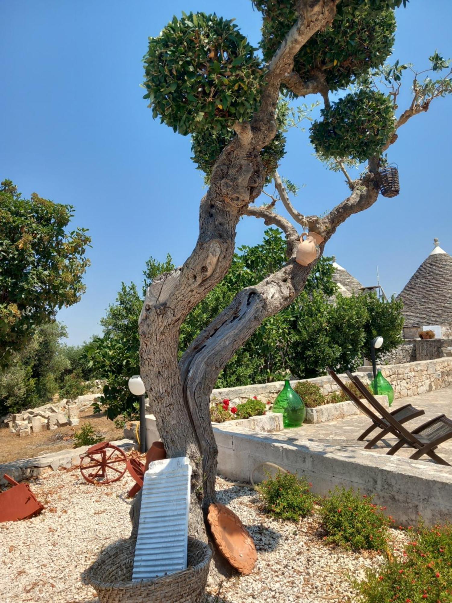 منزل الضيف ألبيروبيللو  في Trullo Monte Del Sale المظهر الخارجي الصورة