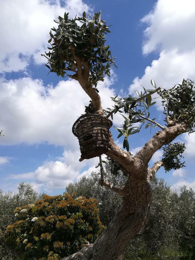 منزل الضيف ألبيروبيللو  في Trullo Monte Del Sale المظهر الخارجي الصورة